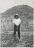 Josep Albertí a l'hort de darrera ca n'Iglésies